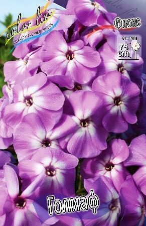 Купить оптом в Ботанике Флокс Голиаф 2 шт