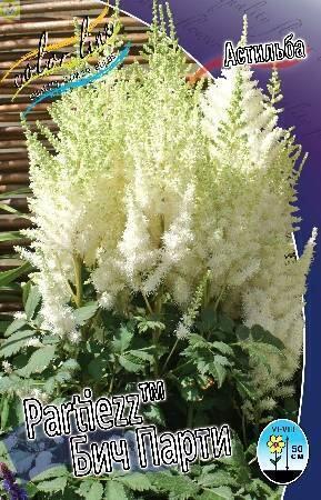 Купить оптом в Ботанике Астильба Бич Парти 50шт