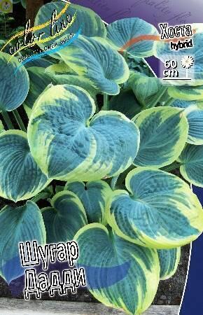 Купить оптом в Ботанике Хоста Шугар Дадди 25 шт