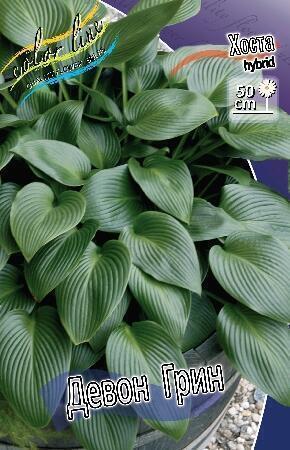 Купить оптом в Ботанике Хоста Девон Грин 1 шт