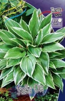 Купить оптом в Ботанике Хоста Уайт Он 2 шт