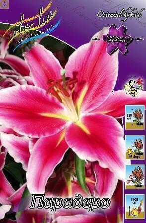 Купить оптом в Ботанике Лилия Парадеро 18/20 5шт