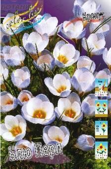 Купить оптом в Ботанике Крокус Блю Перл 10 шт