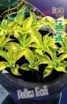 Купить оптом в Ботанике Хоста Гейм Бой 1 шт