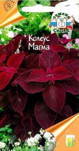 Купить оптом в Ботанике семена Колеус Магма Сед бренд СеДеК
