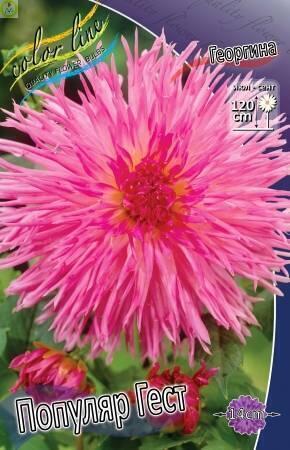 Купить оптом в Ботанике Георгина Популяр Гест 1 шт бахромчатые 