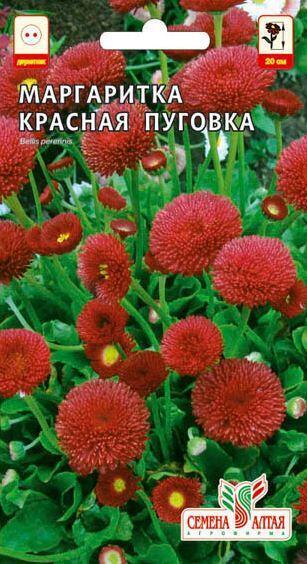 Купить оптом в Ботанике семена Маргаритка Красная пуговка помпонная СА бренд Семена Алтая