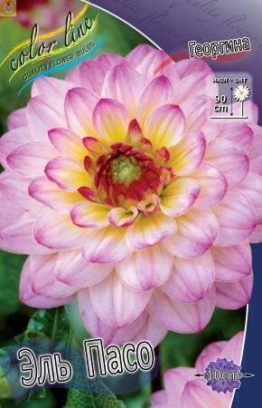 Купить оптом в Ботанике Георгина Эль Пасо 15 шт