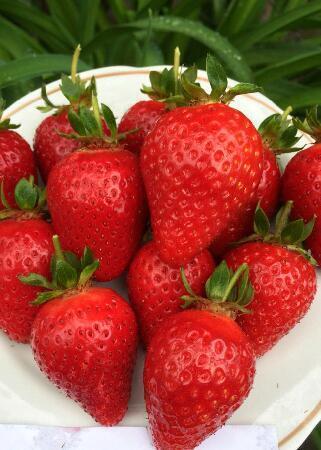 Купить оптом в Ботанике Земляника садовая Ромина 5 шт