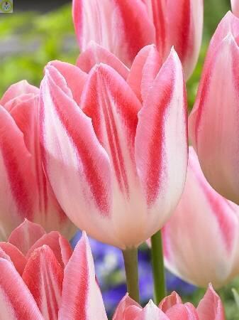 Купить оптом в Ботанике Тюльпан Мики Шик 8 шт