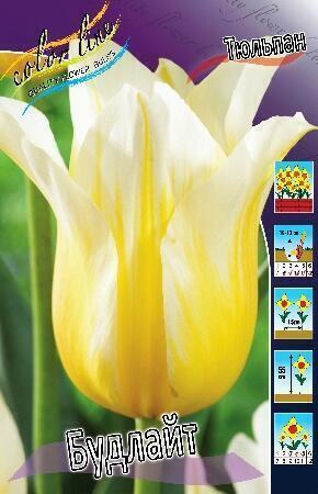 Купить оптом в Ботанике Тюльпан Будлайт 10 шт