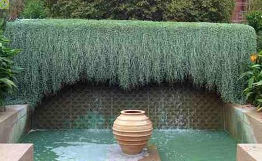 Купить оптом в Ботанике семена Дихондра Серебряный водопад ЗС бренд Золотая сотка