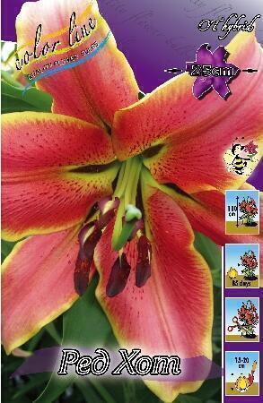 Купить оптом в Ботанике Лилия Ред Хот 7 шт