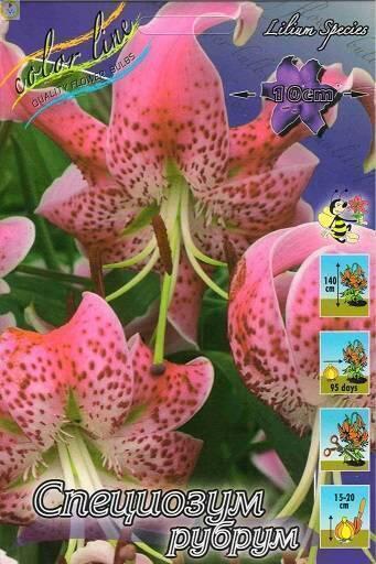 Купить оптом в Ботанике Лилия Специозум Рубрум 25 шт