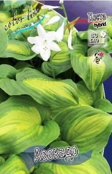 Купить оптом в Ботанике Хоста Авокадо 1 шт