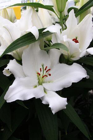 Купить оптом в Ботанике Лилия Клиэруотер 7 шт