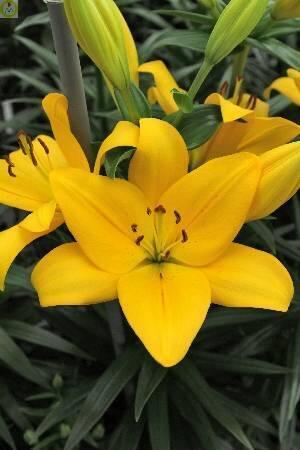 Купить оптом в Ботанике Лилия Уинн 10 шт