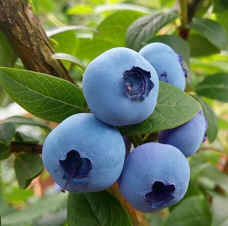 Купить оптом в Ботанике Голубика Бонус С1,5