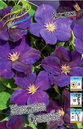 Купить оптом в Ботанике Клематис Жакмана Суперба 2 шт