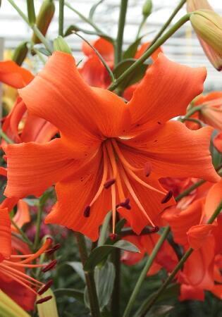 Купить оптом в Ботанике Лилия Перл Каролин 5 шт