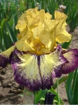 Купить оптом в Ботанике Ирис Агрессивли Форвард 1 шт