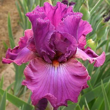 Купить оптом в Ботанике Ирис Эвер Афтер 1шт