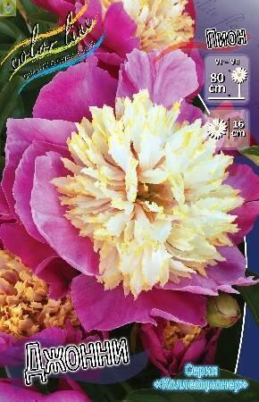 Купить оптом в Ботанике Пион Джонни 1шт
