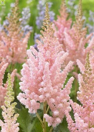 Купить оптом в Ботанике Астильба Вижион Инферно 50шт