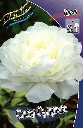 Купить оптом в Ботанике Пион Сноу Суприм 1 шт