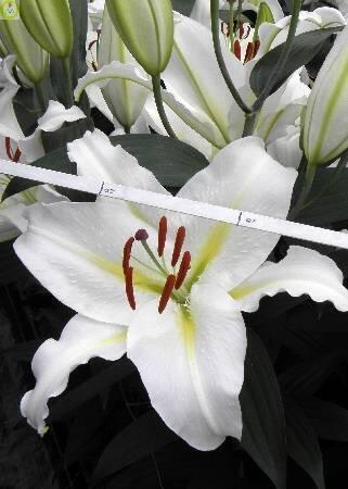 Купить оптом в Ботанике Лилия Луиза 7 шт 