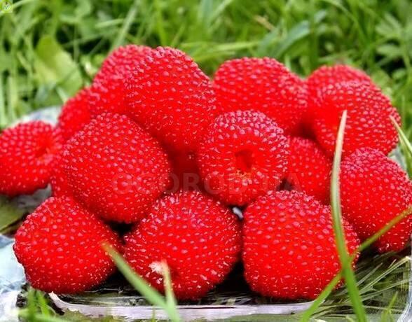 Купить оптом в Ботанике Малина Соблазнительная Р9