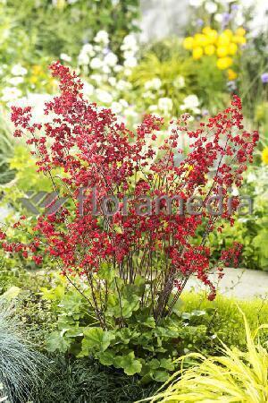 Купить оптом в Ботанике Гейхера Красная 25 шт