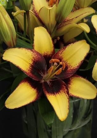 Купить оптом в Ботанике Лилия Бамблби 4 шт AZ