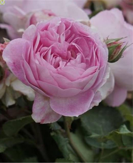 Купить оптом в Ботанике Роза Вивант 1 шт шраб