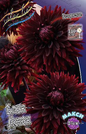 Купить оптом в Ботанике Георгина Блэк Джек 1 шт кактусовые