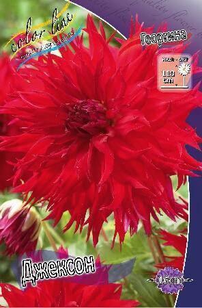 Купить оптом в Ботанике Георгина Джексон 1 шт бахромчатые