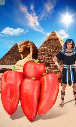 Купить оптом в Ботанике семена Перец Египетская сила ЗС бренд Золотая сотка