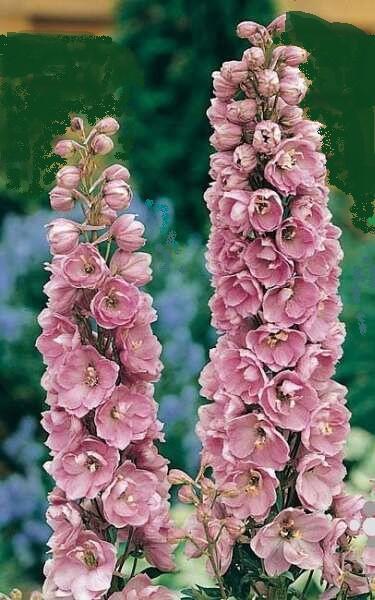 Купить оптом в Ботанике семена Дельфиниум Астолат Акв бренд Акварель