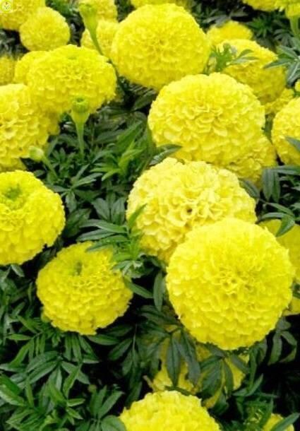 Купить оптом в Ботанике семена Бархатцы Антигуа Еллоу F1 ЗС бренд Золотая сотка