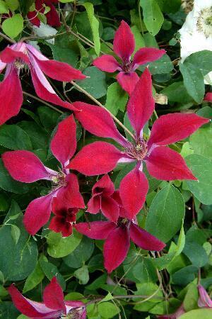 Купить оптом в Ботанике Клематис Гравити Бьюти 2 шт