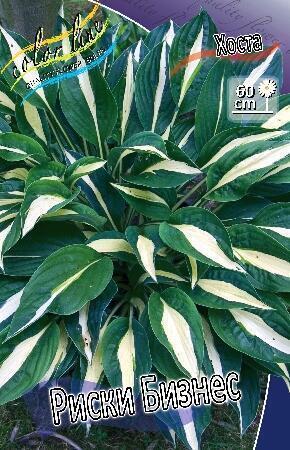 Купить оптом в Ботанике Хоста Рикси Бизнес 1 шт