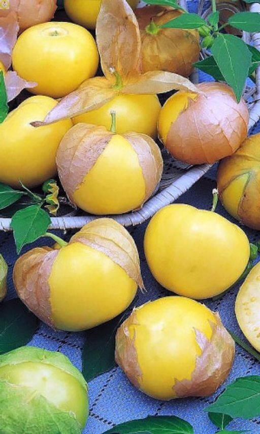 Купить оптом в Ботанике семена Физалис Королек УД бренд Уральский дачник