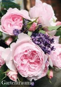 Купить оптом в Ботанике Роза Гартентрауме 1 шт шрабы