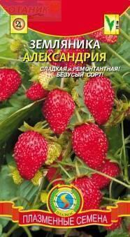 Купить оптом в Ботанике семена Земляника Александрия Плз бренд Плазмас