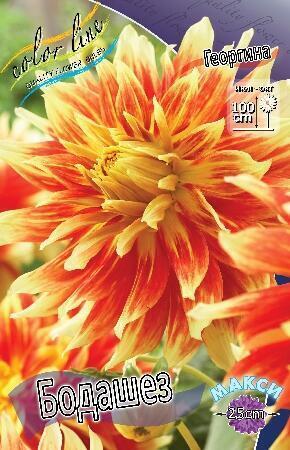 Купить оптом в Ботанике Георгина Бодашез 1 шт декоративные макси