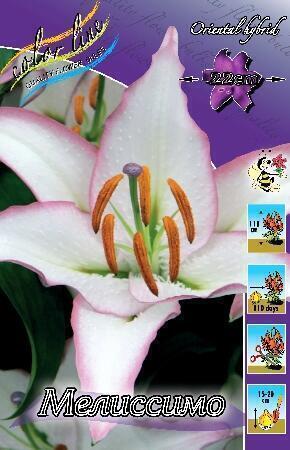 Купить оптом в Ботанике Лилия Милессимо 5 шт