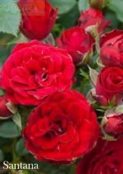 Купить оптом в Ботанике Роза Сантана 1 шт плетистая