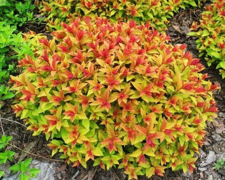 Купить оптом в Ботанике Спирея японская Голдфлэйм С1.5