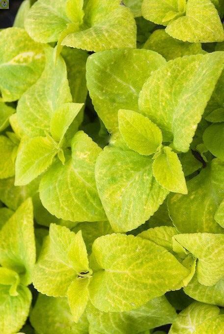 Купить оптом в Ботанике семена Колеус Визард Голден ЗС бренд Золотая сотка