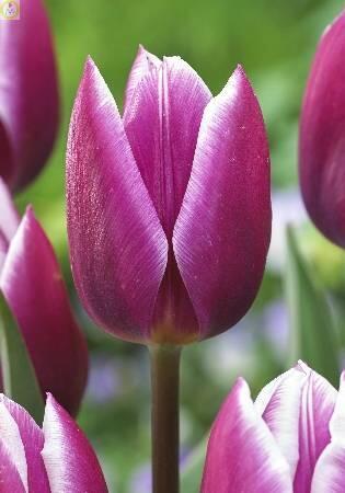 Купить оптом в Ботанике Тюльпан Синаеда Блю 10 шт